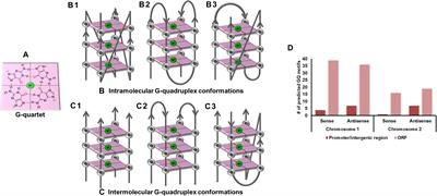 Exploring Computational and Biophysical Tools to Study the Presence of G-Quadruplex Structures: A Promising Therapeutic Solution for Drug-Resistant Vibrio cholerae